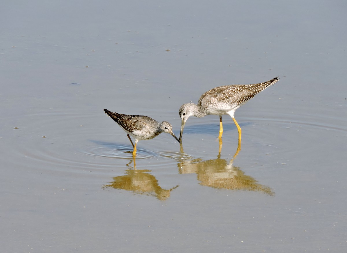 Lesser Yellowlegs - ML622079996