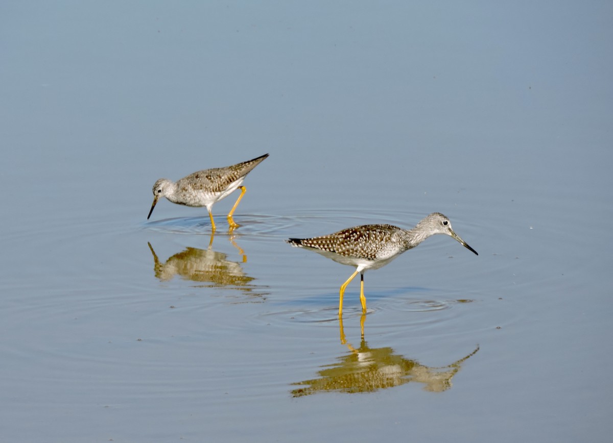 Greater Yellowlegs - ML622079998