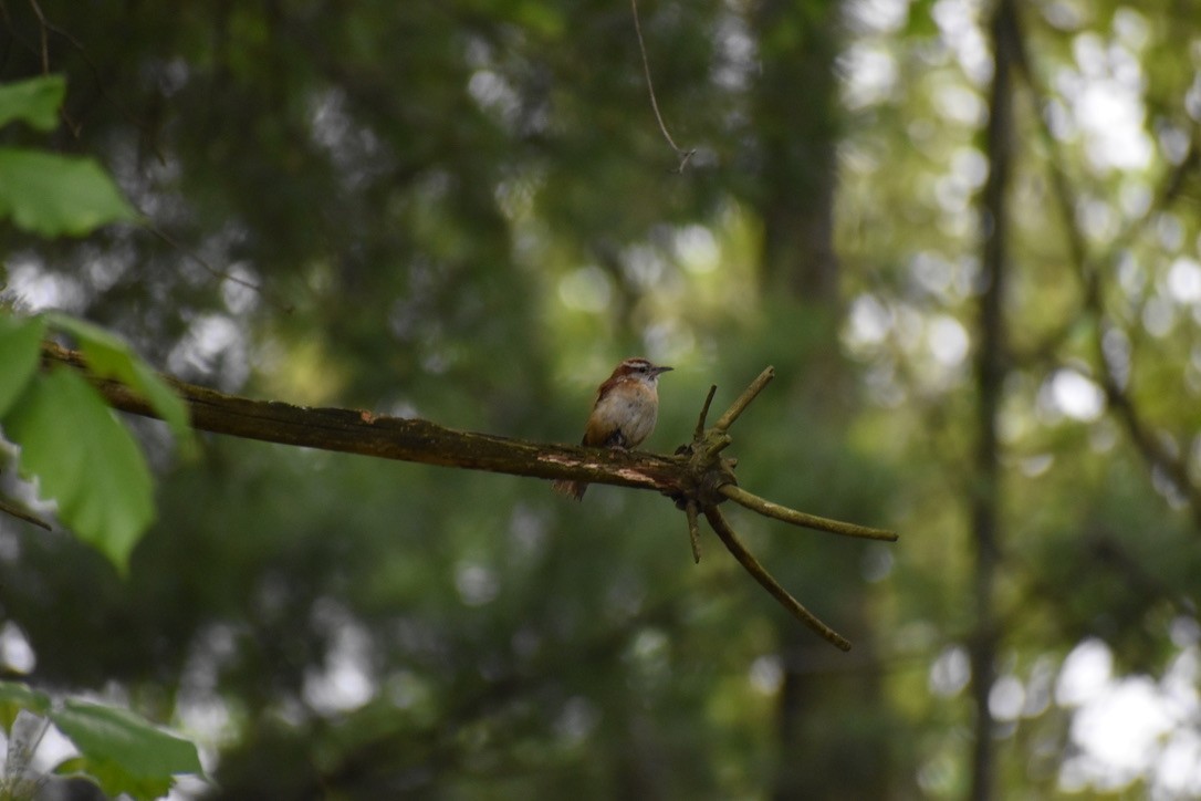 Carolina Wren (Northern) - Joshua Galpern