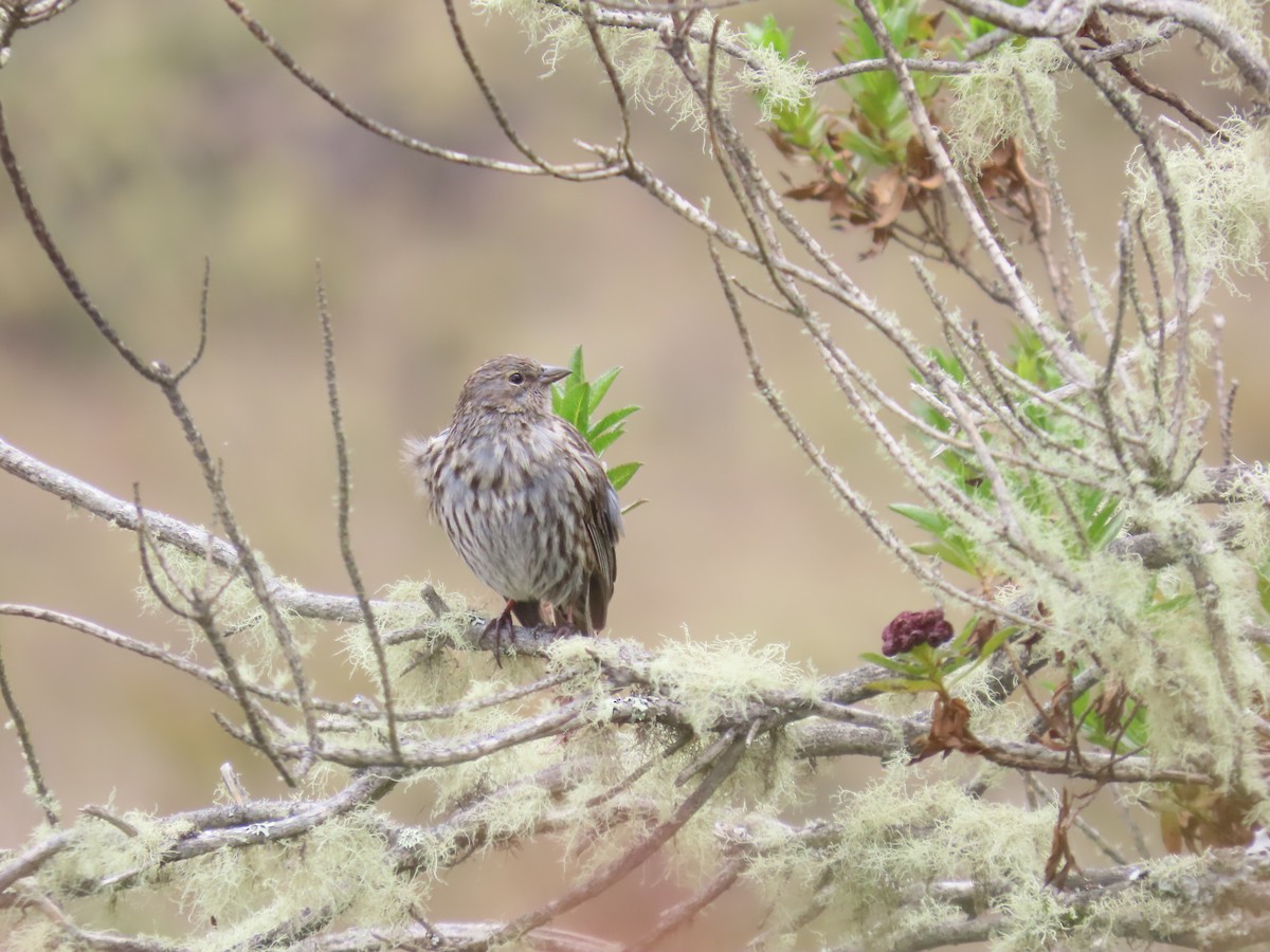 Plumbeous Sierra Finch - ML622080002