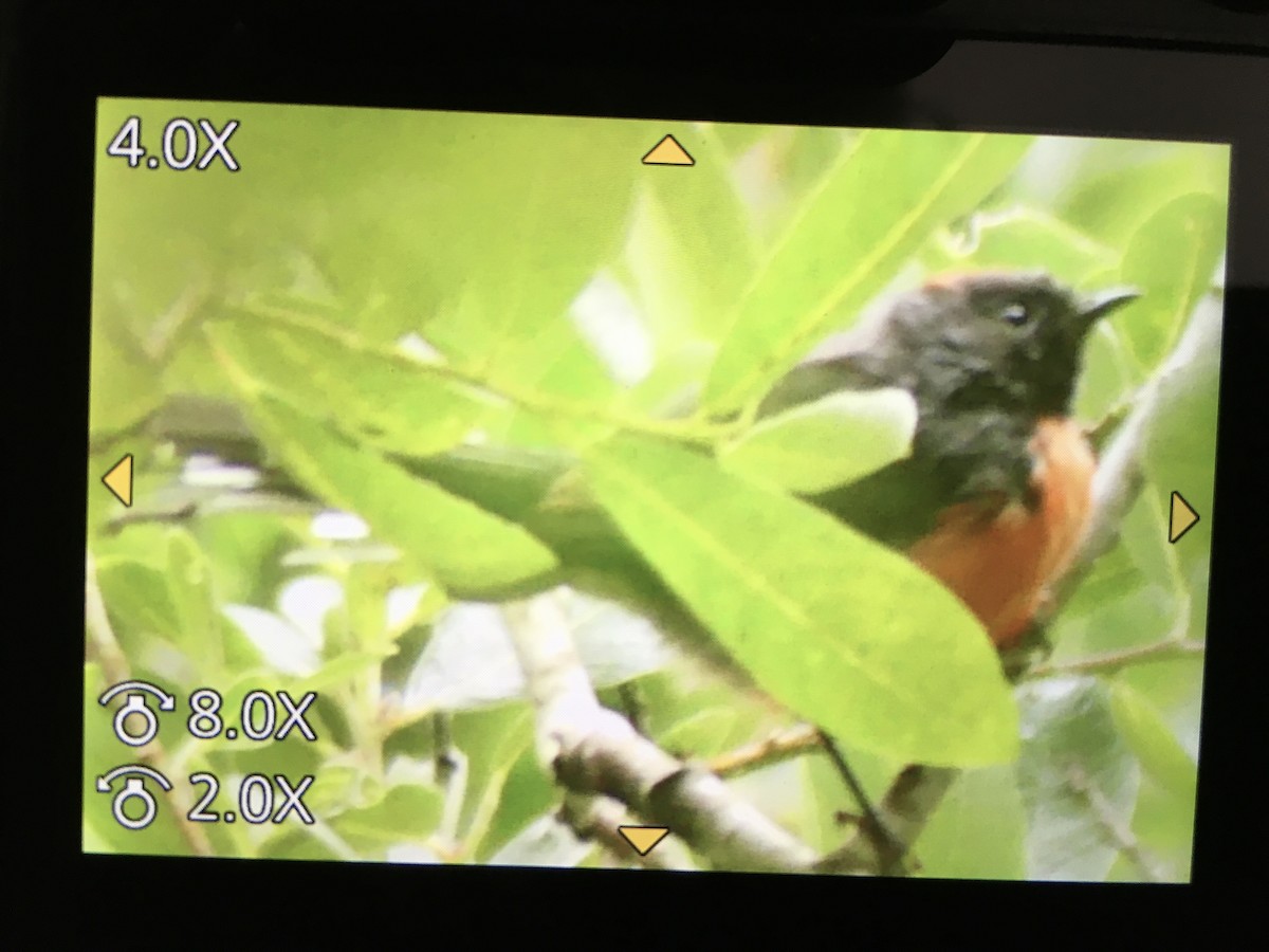 Slate-throated Redstart - ML622080014