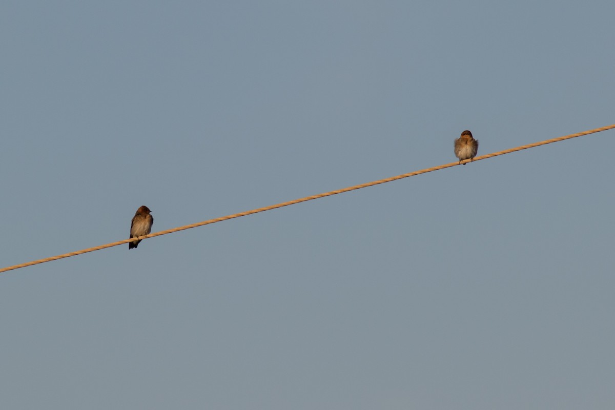 Tawny-headed Swallow - ML622080017