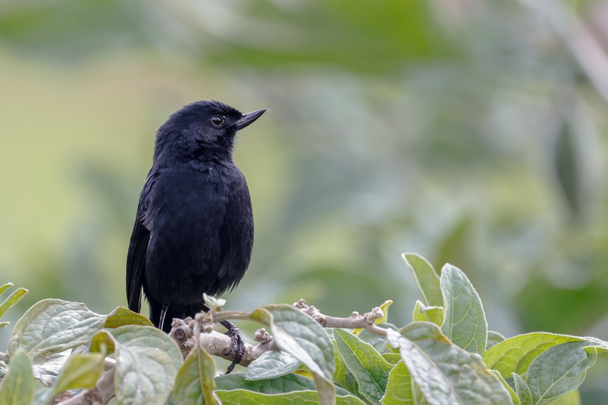 Black Flowerpiercer - ML622080018