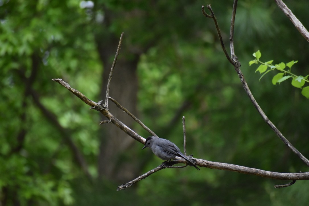 Gray Catbird - Joshua Galpern