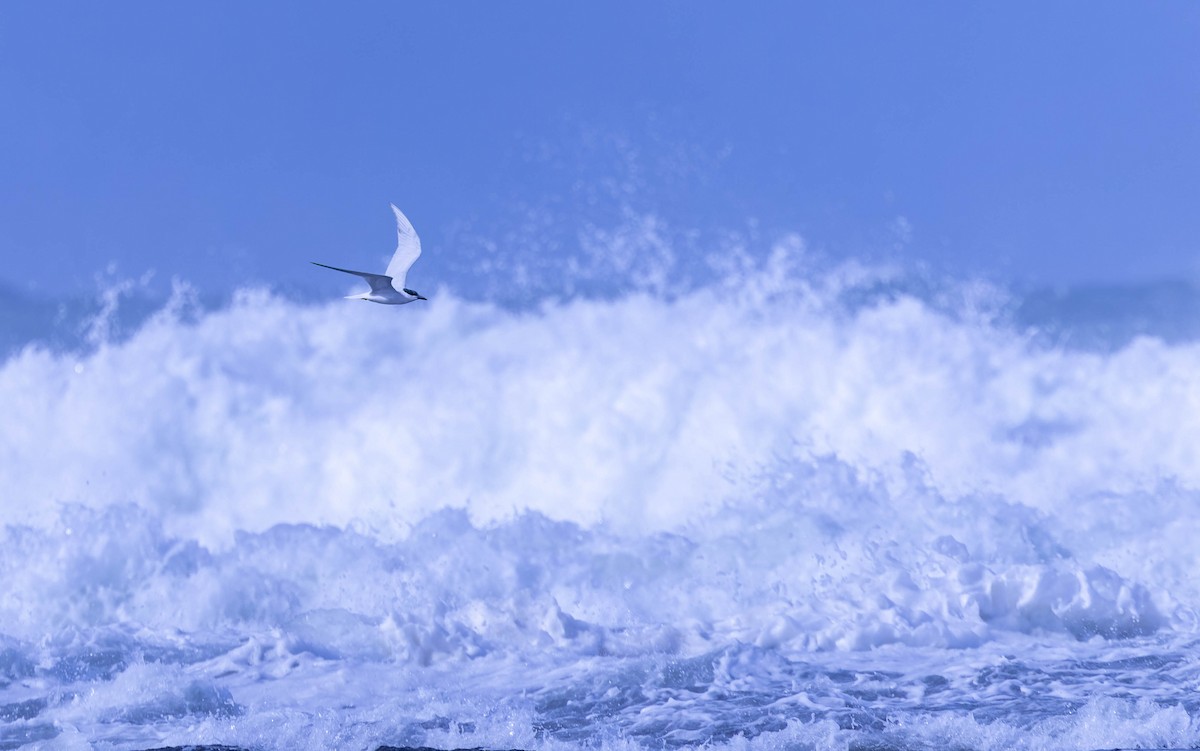 Australian Tern - Geoff Dennis