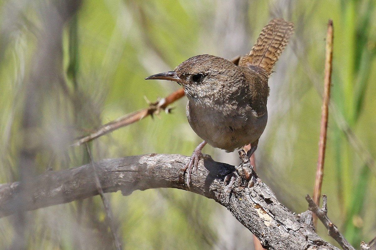 House Wren - ML622080029