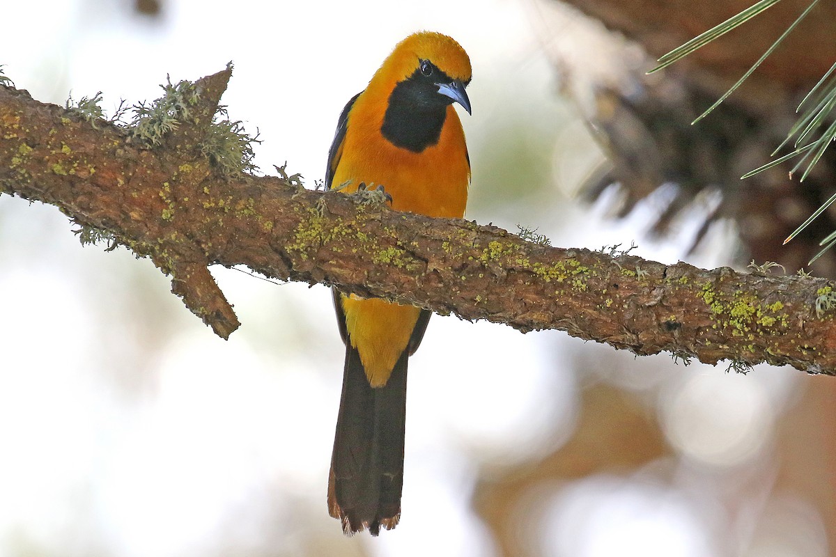 Hooded Oriole - ML622080053