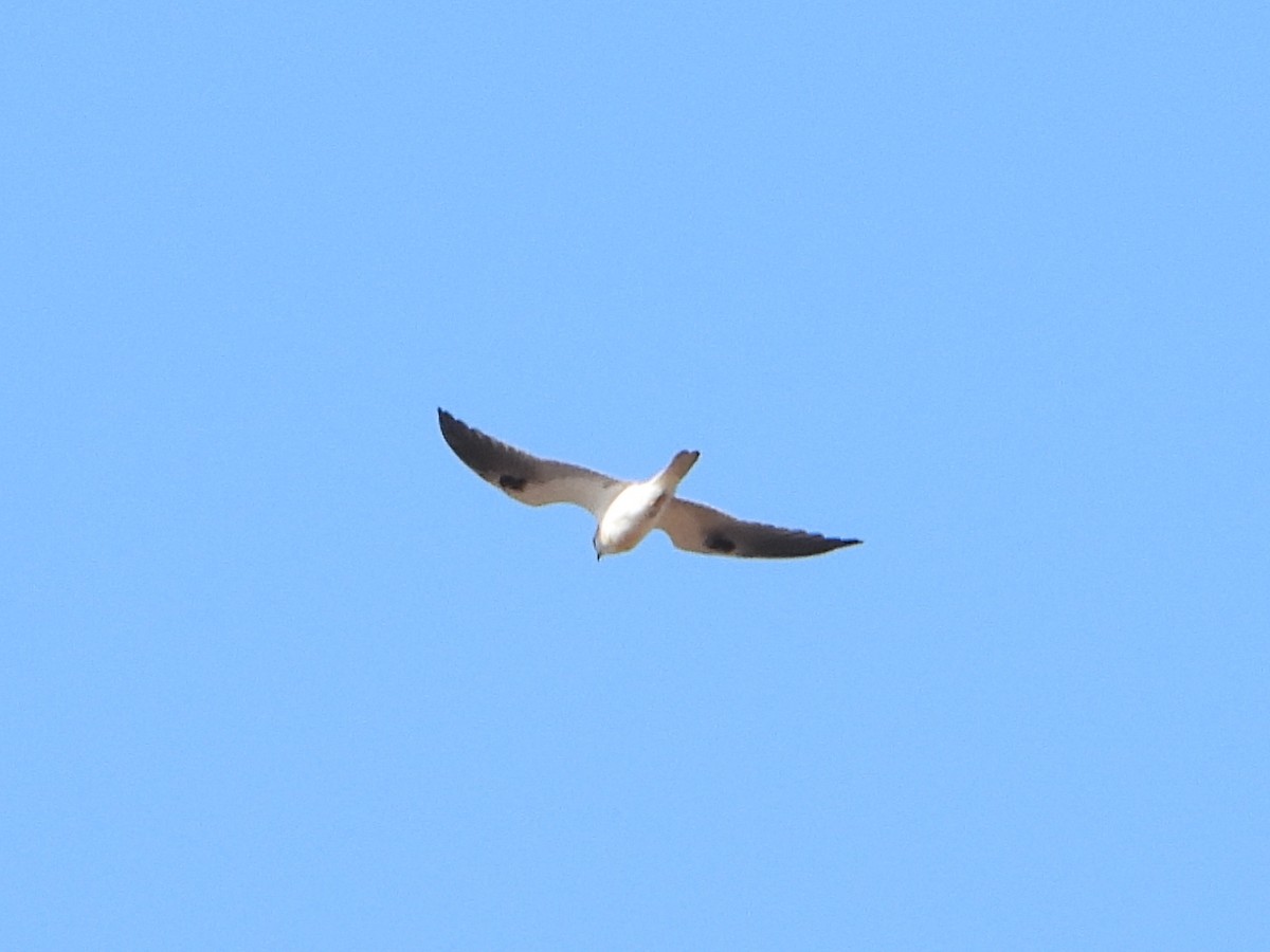 White-tailed Kite - ML622080073