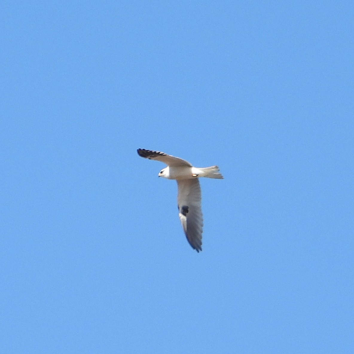 White-tailed Kite - ML622080074