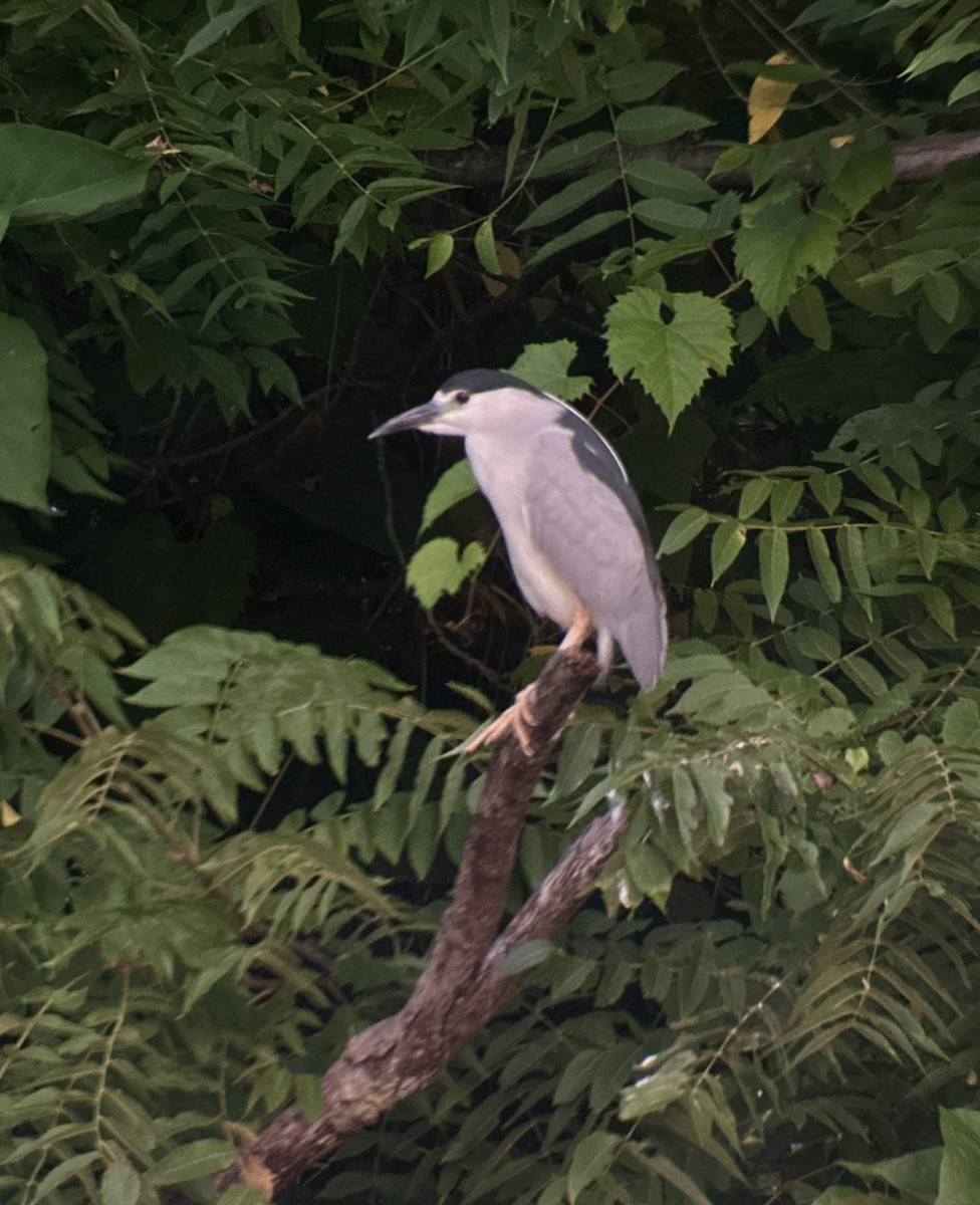 Black-crowned Night Heron - Lori Brumbaugh