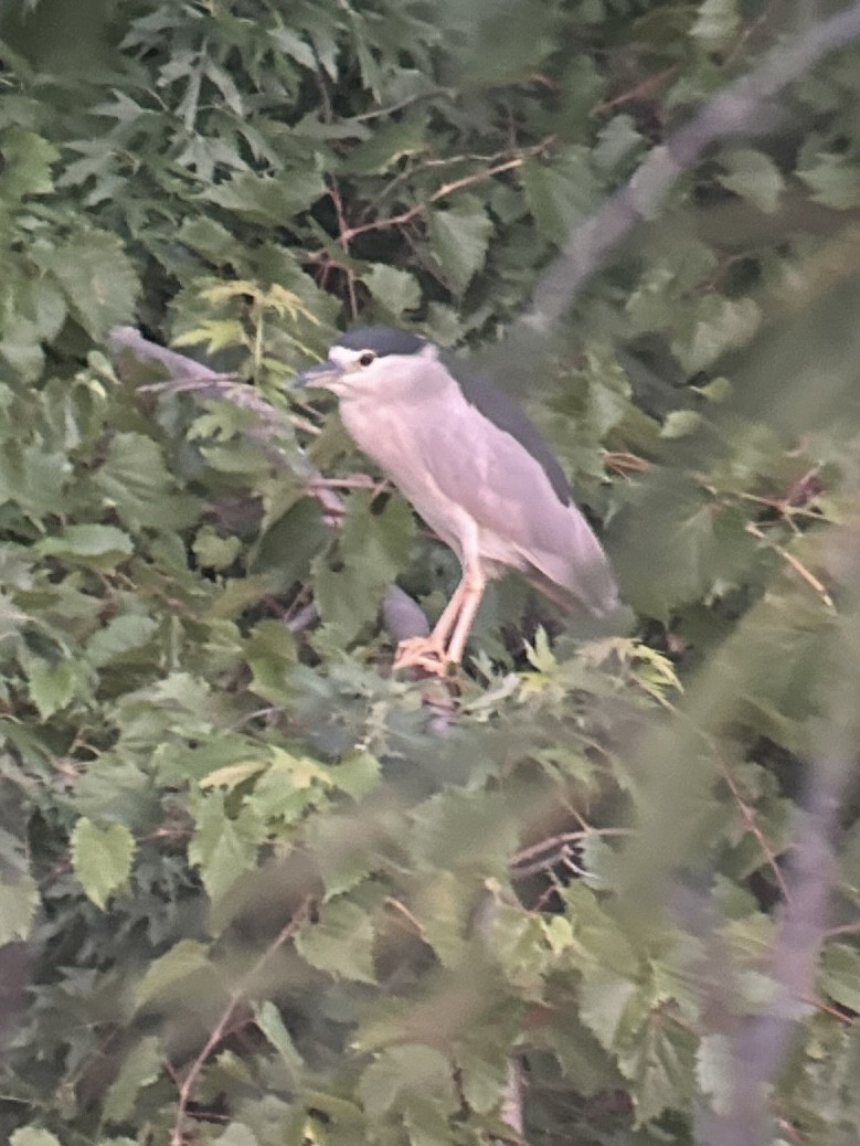 Black-crowned Night Heron - Lori Brumbaugh