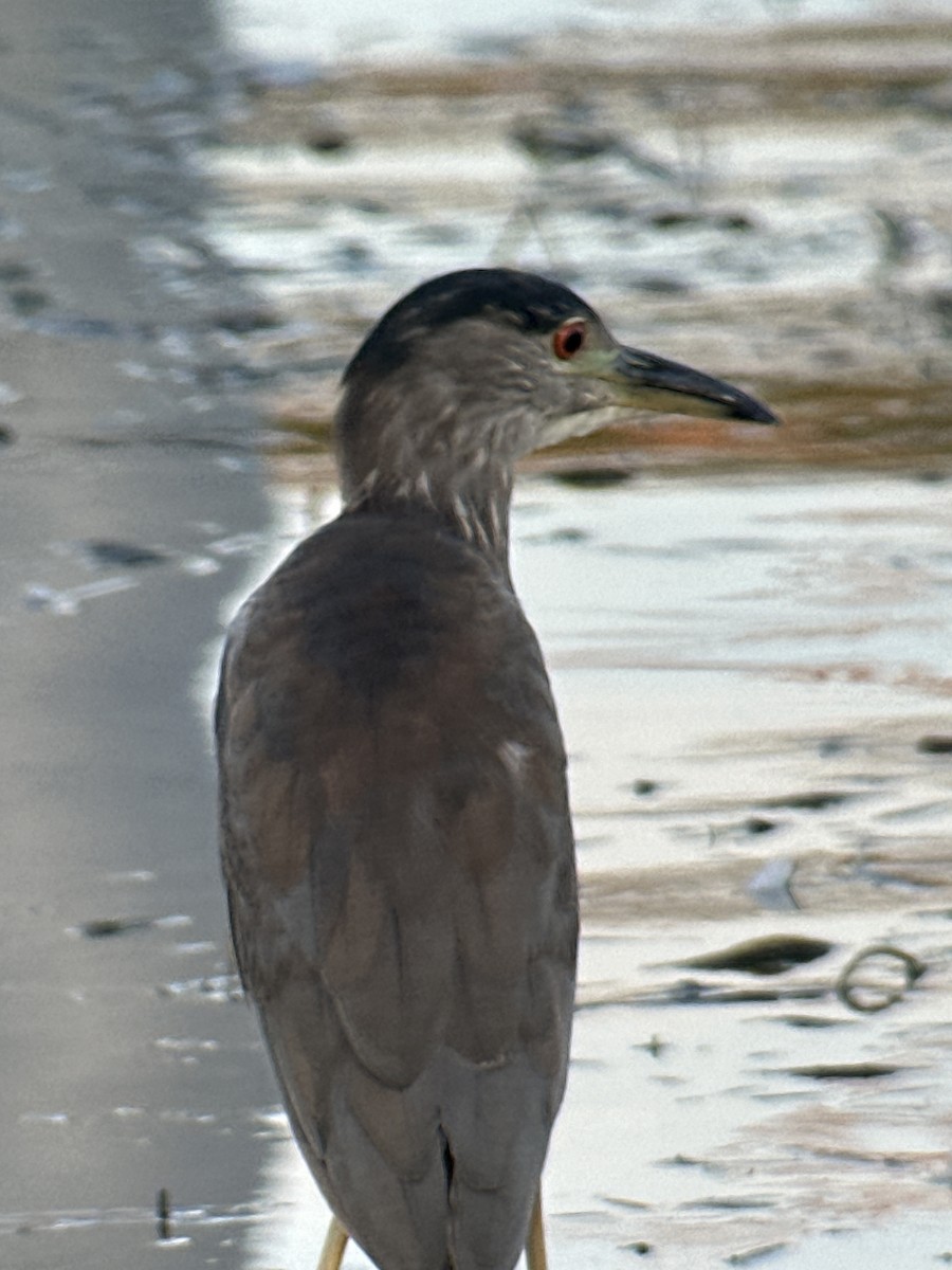 Black-crowned Night Heron - ML622080145