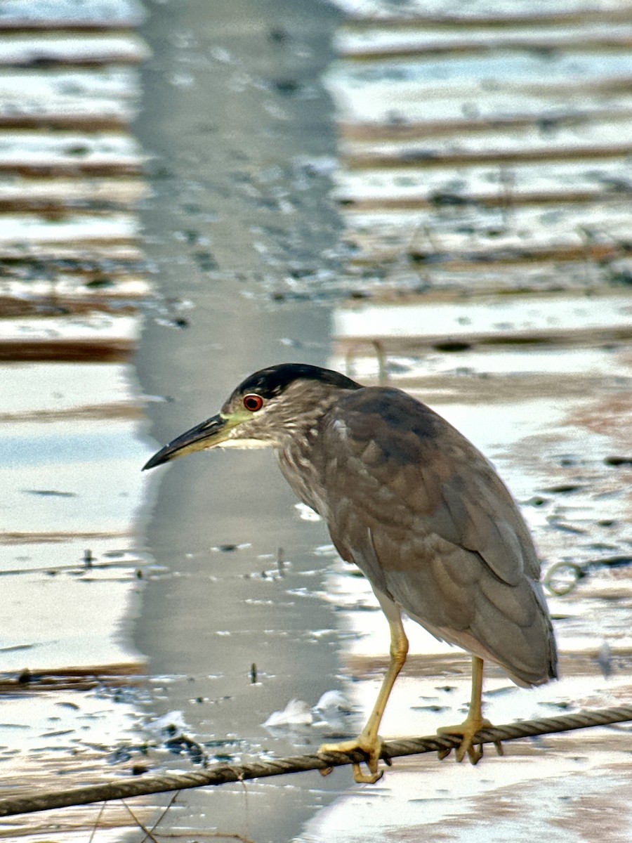 Black-crowned Night Heron - ML622080146