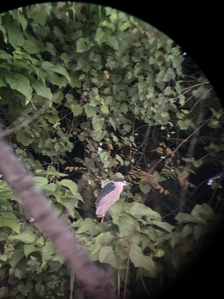 Black-crowned Night Heron - ML622080147