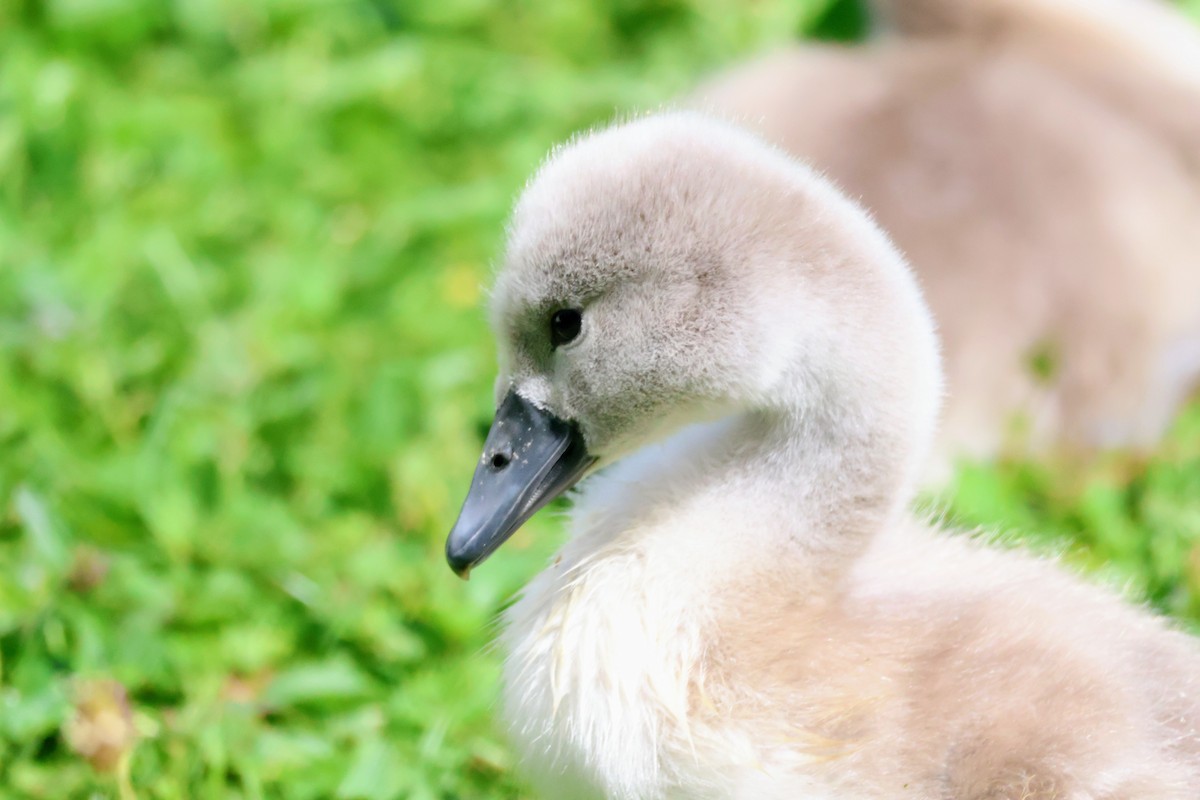 Mute Swan - ML622080233