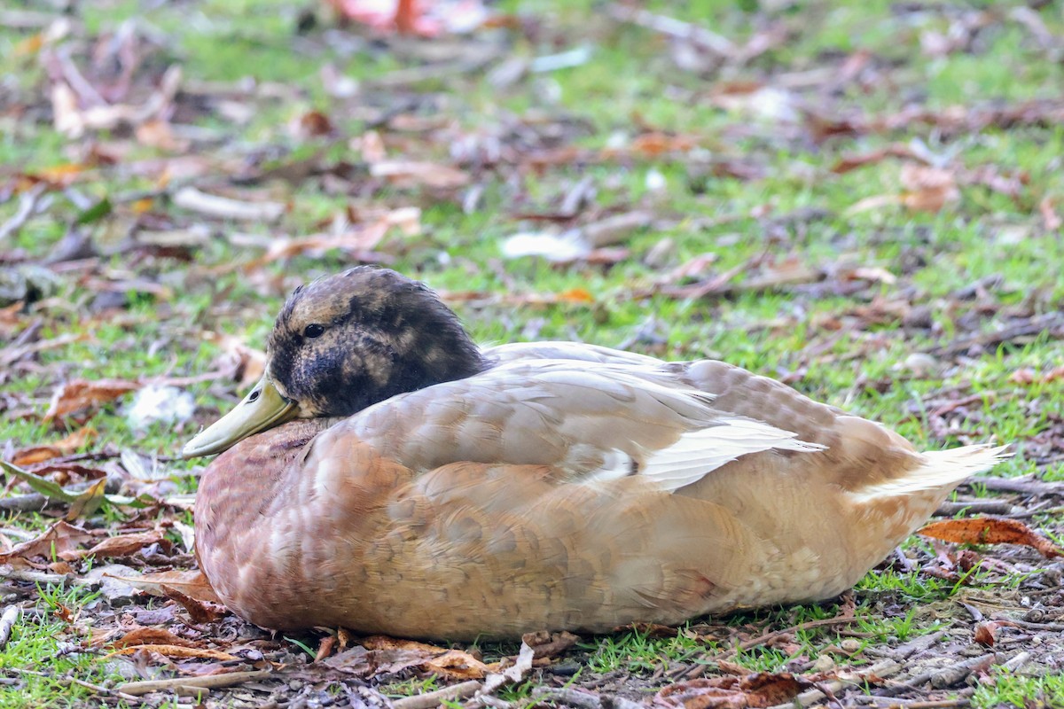 Mallard (Domestic type) - ML622080236