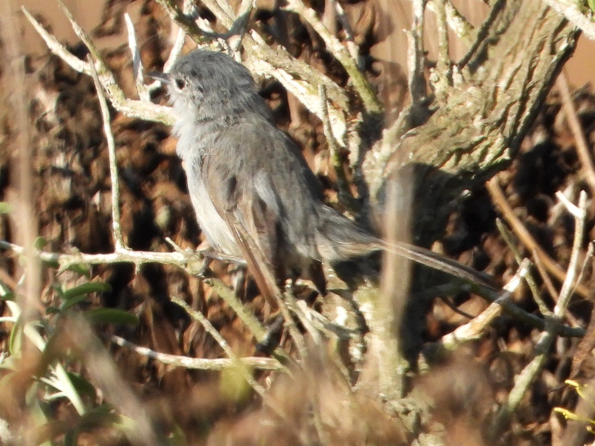 California Gnatcatcher - ML622080243