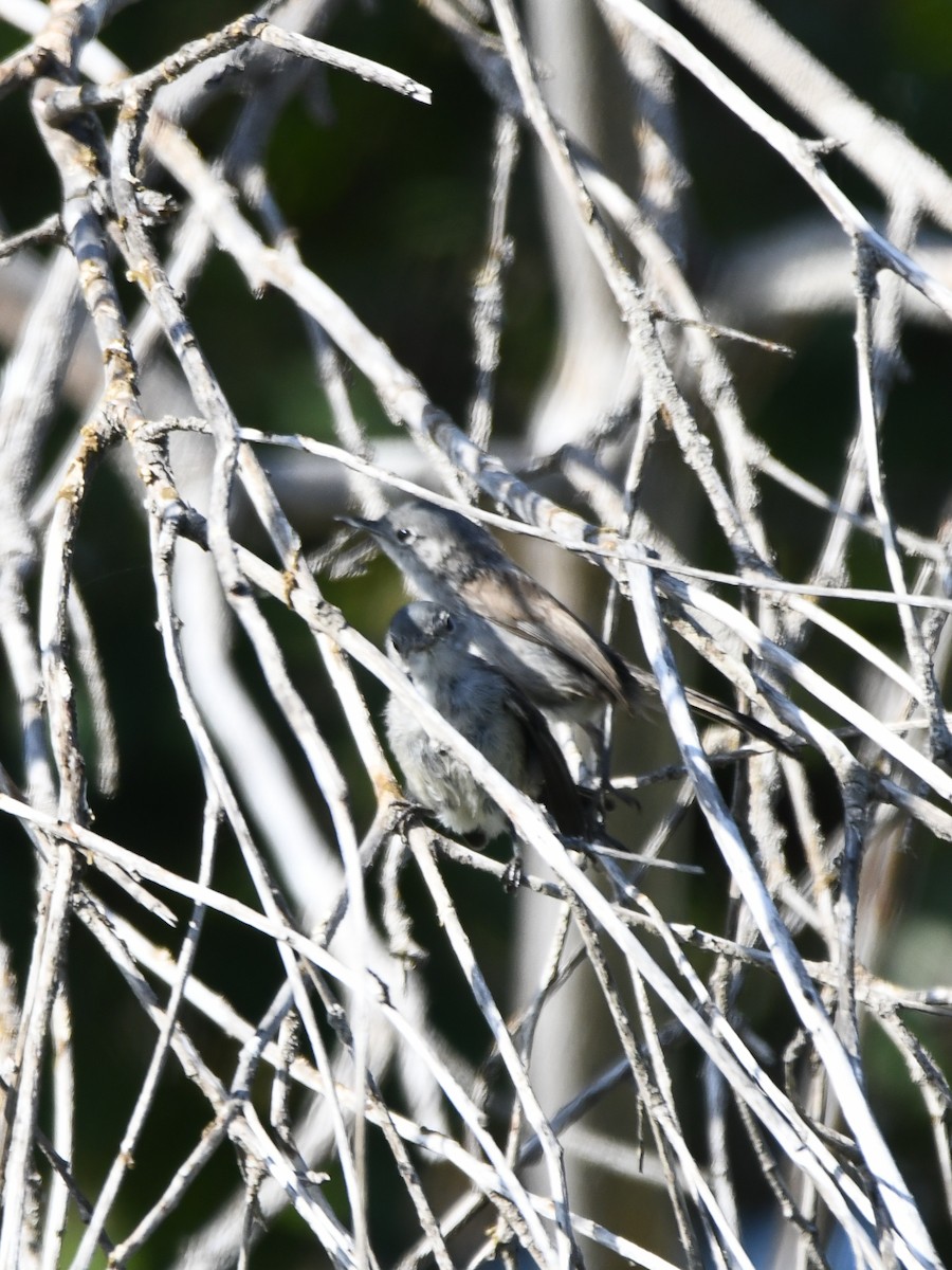 California Gnatcatcher - ML622080244