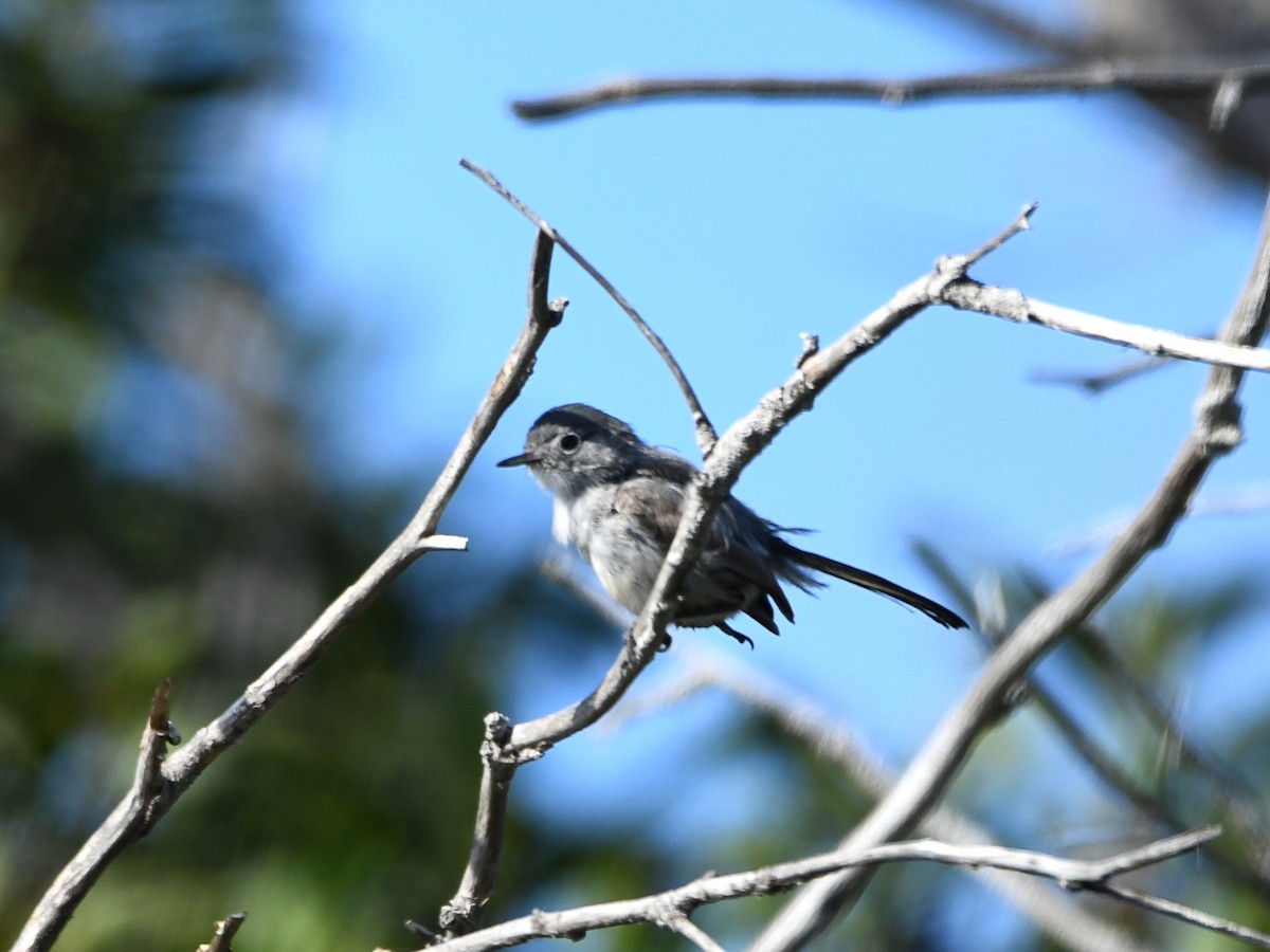 California Gnatcatcher - ML622080245