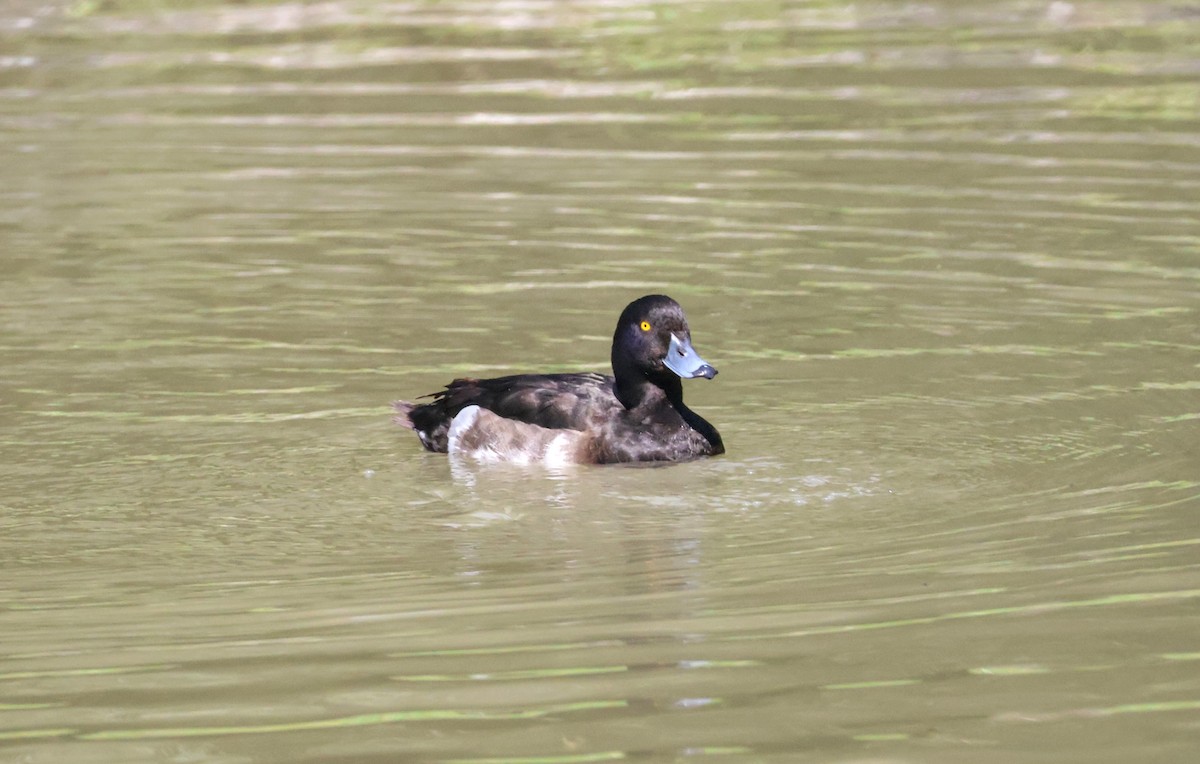 Tufted Duck - ML622080256