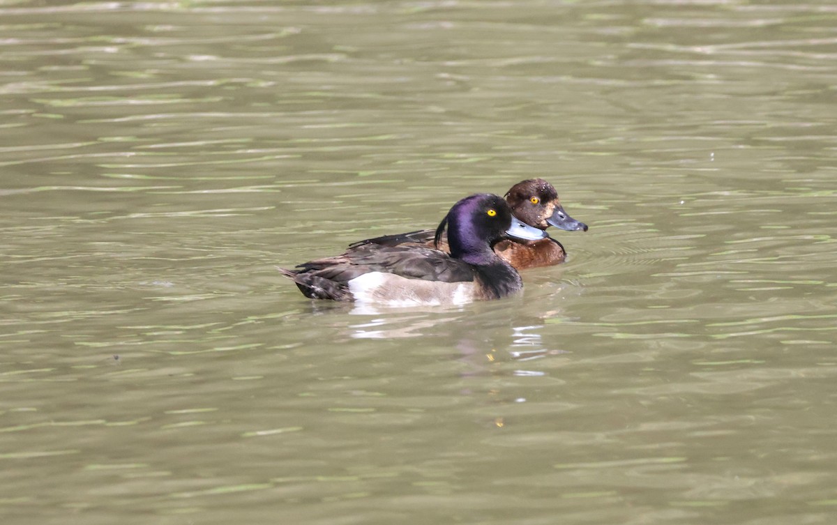 鳳頭潛鴨 - ML622080259