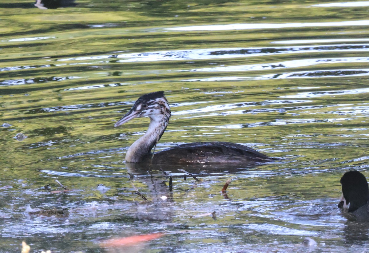 Great Crested Grebe - ML622080273