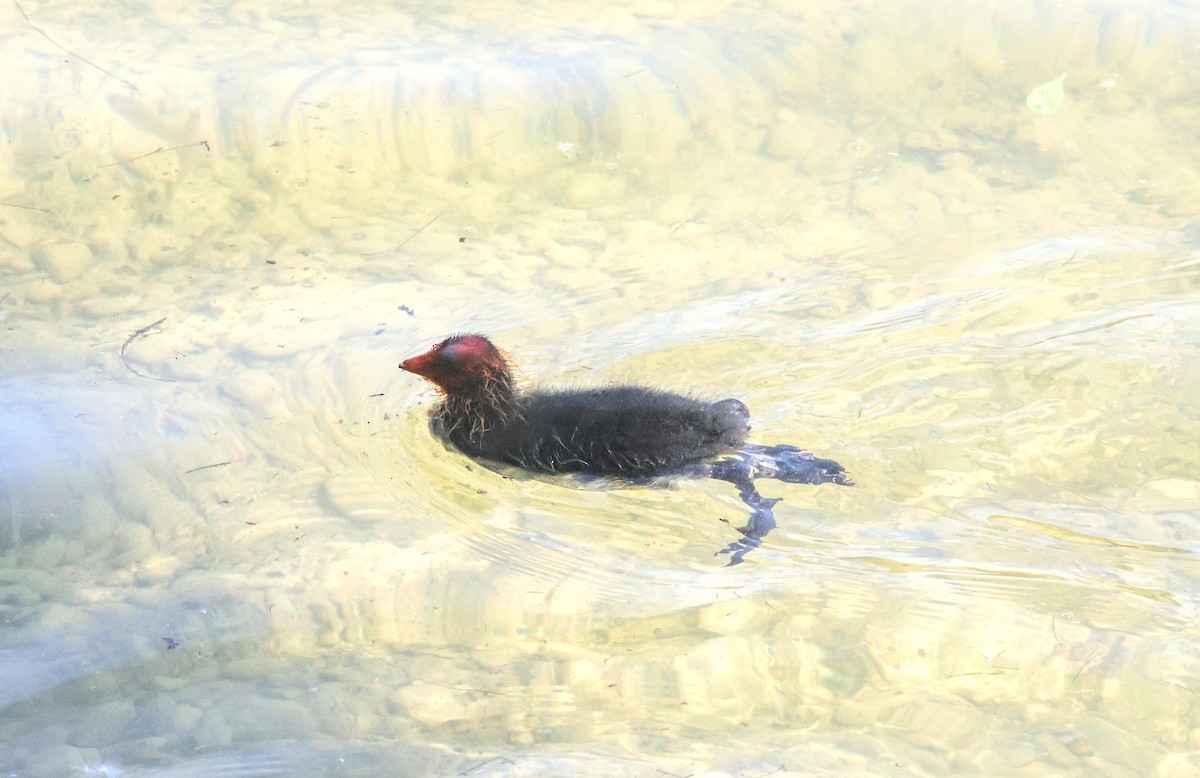 Eurasian Coot - ML622080290