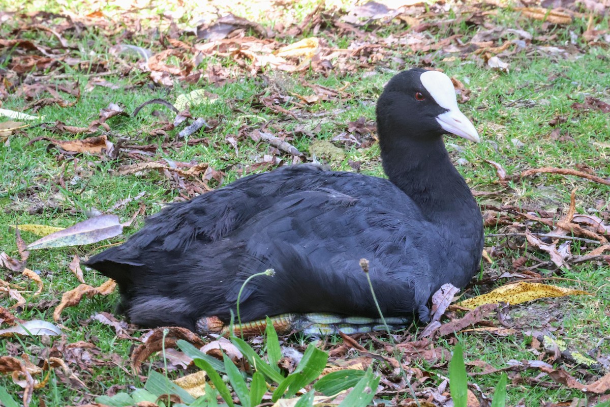 Eurasian Coot - ML622080294