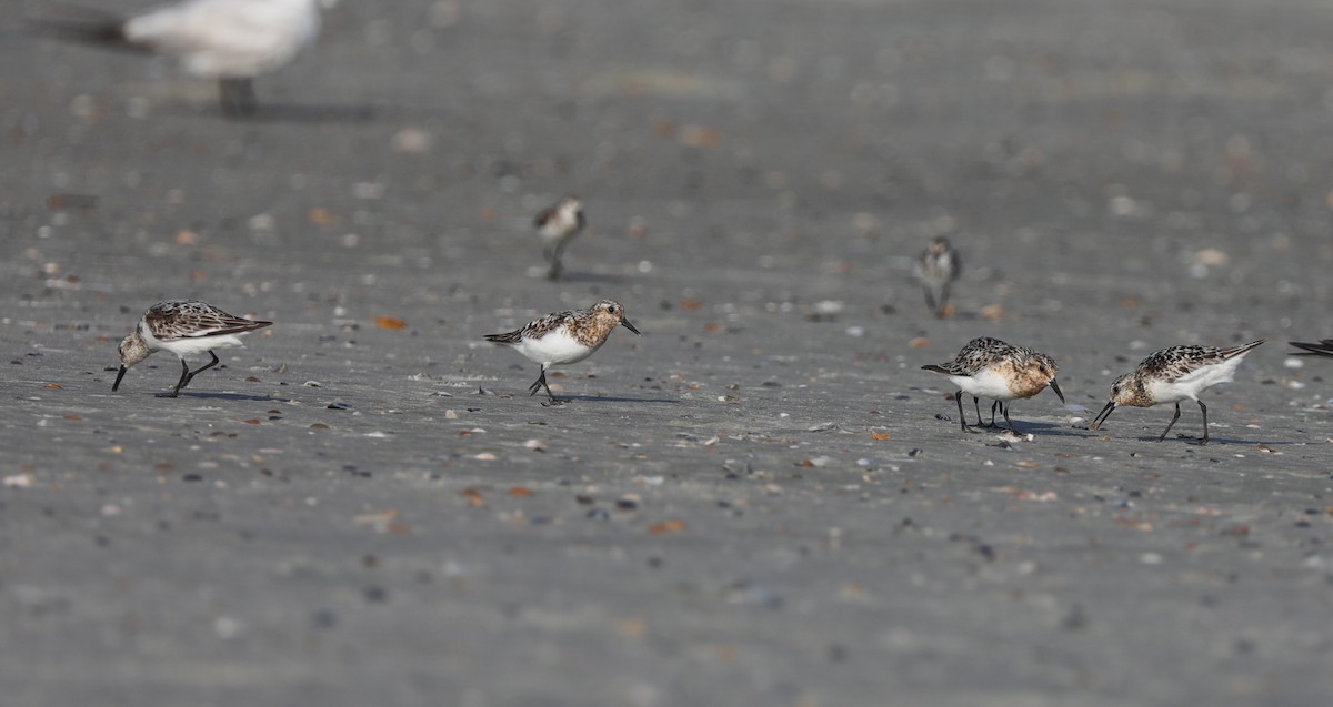 Sanderling - ML622080310