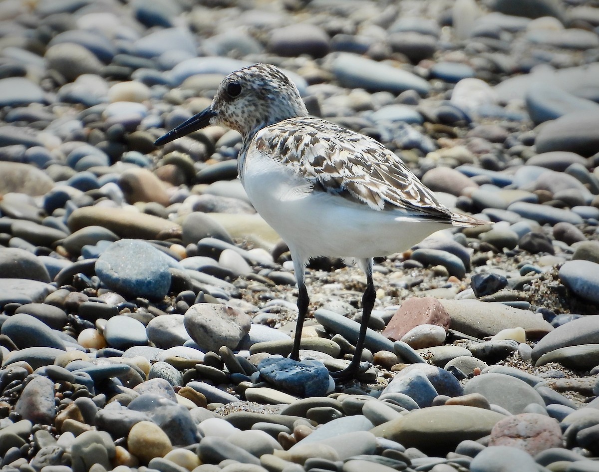 Sanderling - ML622080333