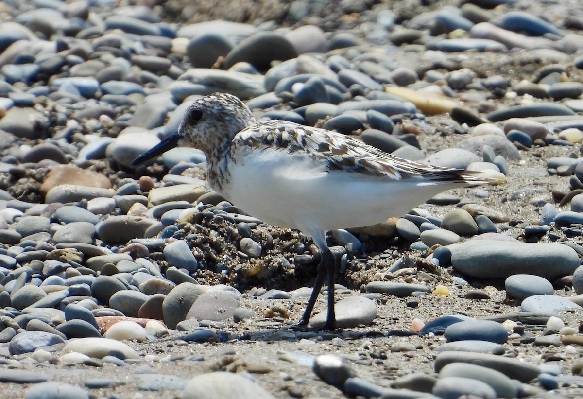 Sanderling - ML622080334