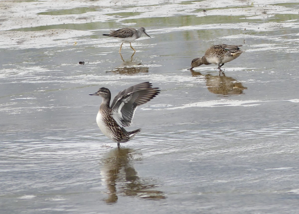 Green-winged Teal - Mary McCafferty