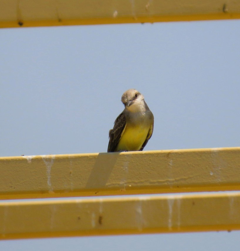 Western Kingbird - Natalie Tanner