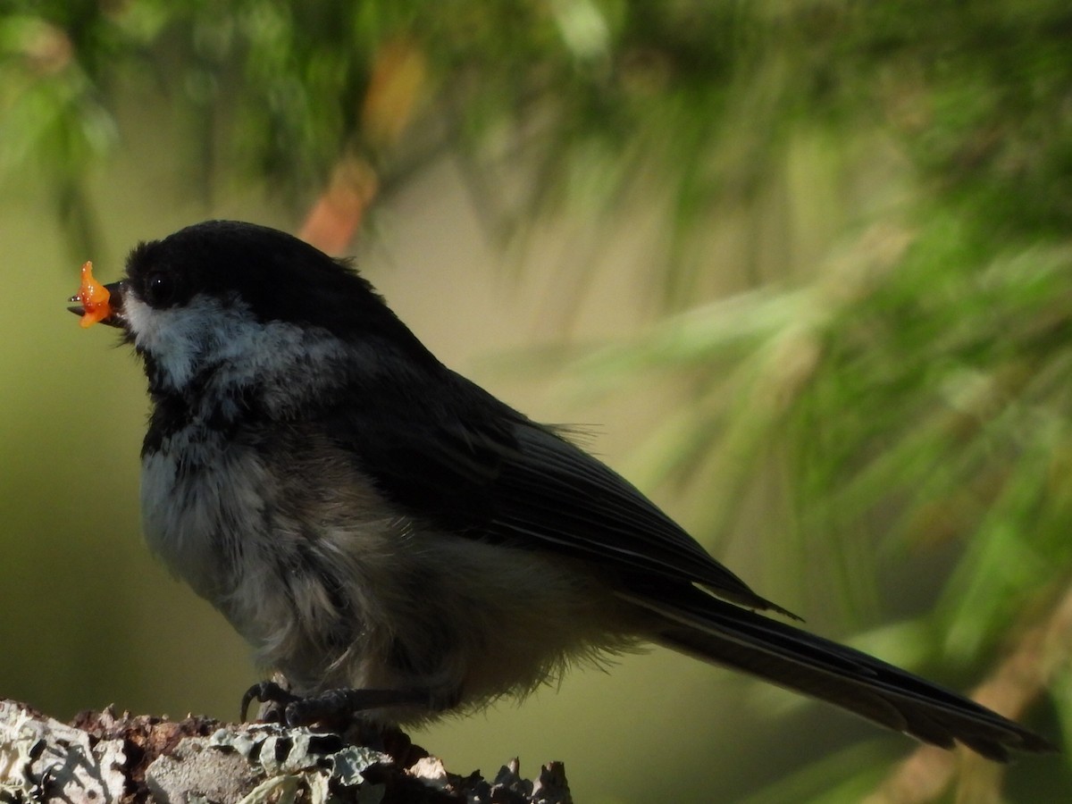 Black-capped Chickadee - Tammy Bradford