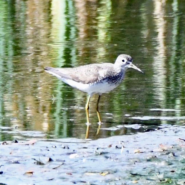 Solitary Sandpiper - Denny Granstrand