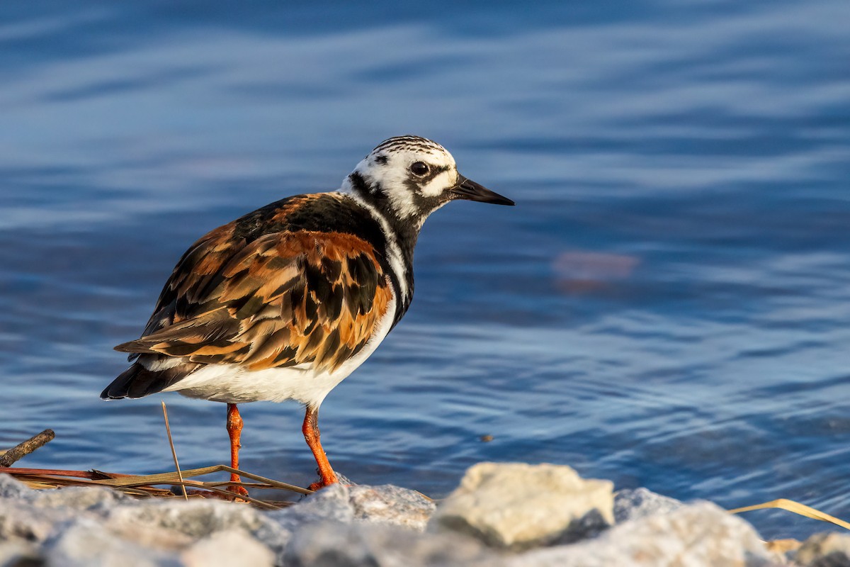 Ruddy Turnstone - ML622080415