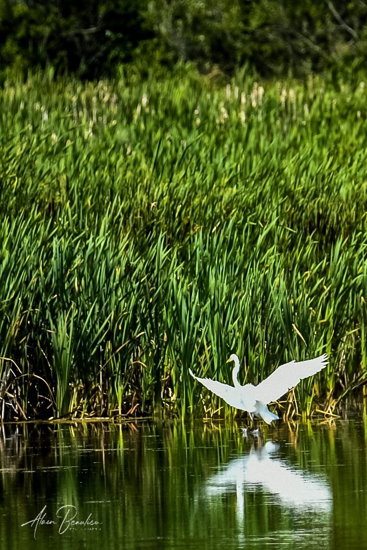 Great Egret - Alain Beaulieu