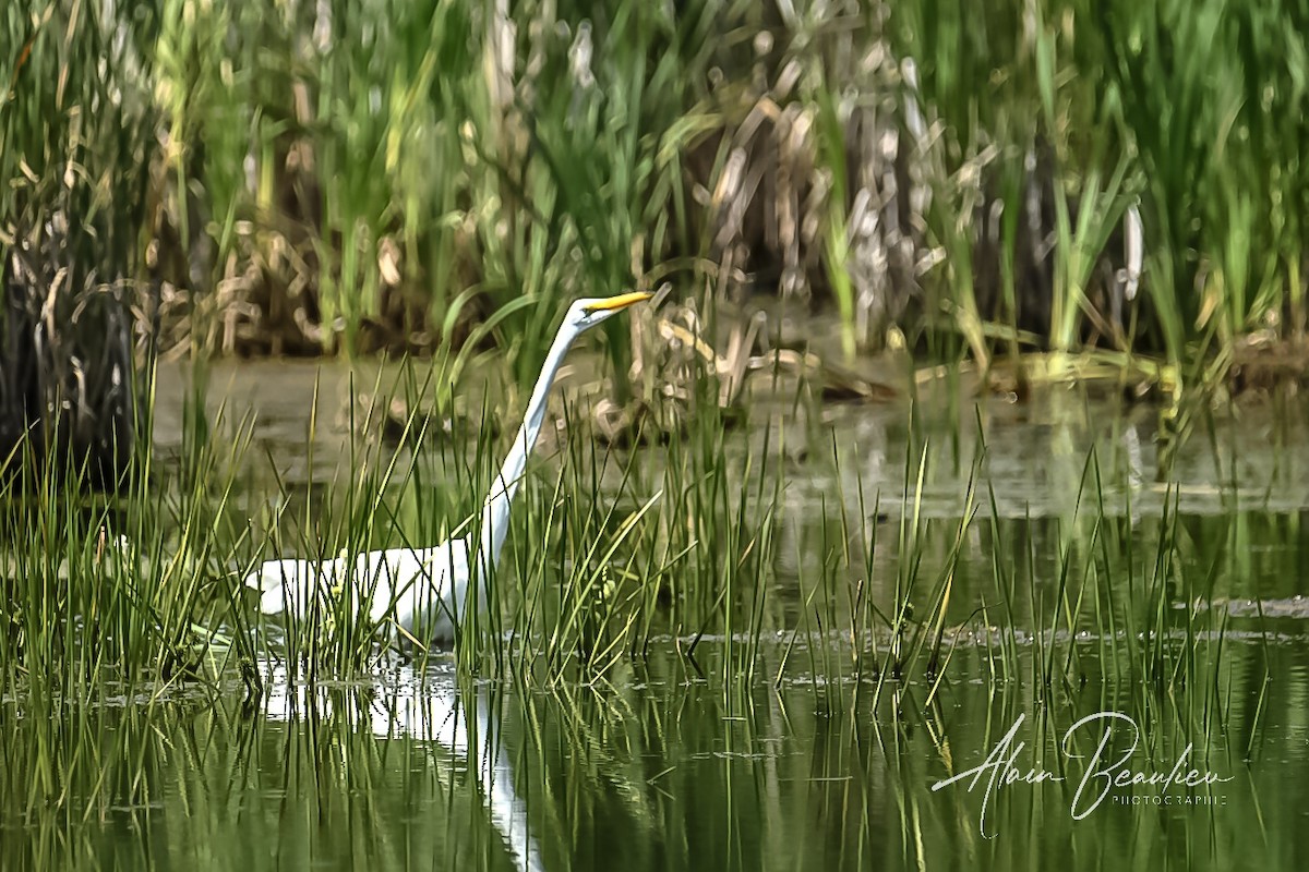 Great Egret - Alain Beaulieu