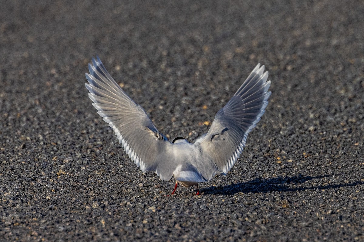 Little Gull - Bob Bowhay