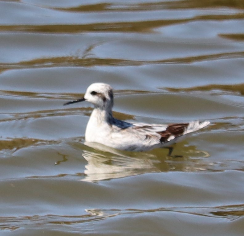 Phalarope à bec étroit - ML622080427