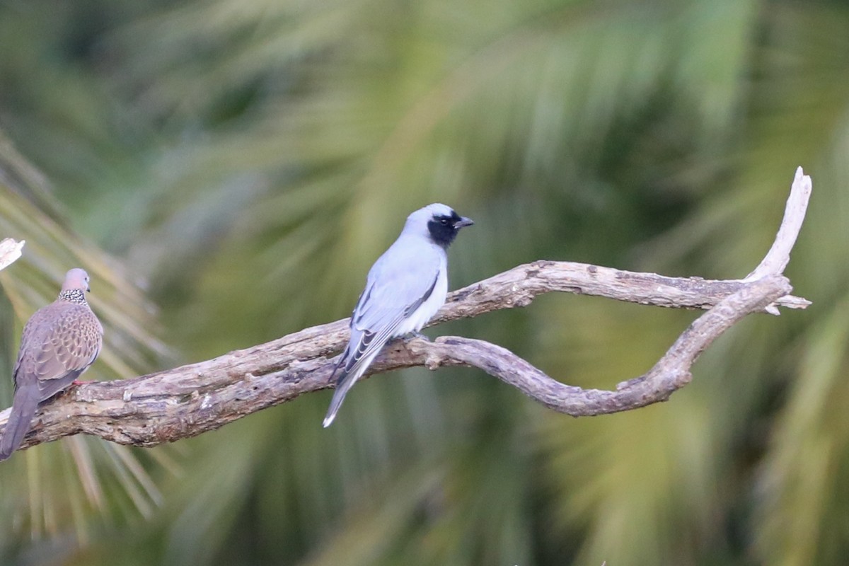 Black-faced Cuckooshrike - Jessica Hayes