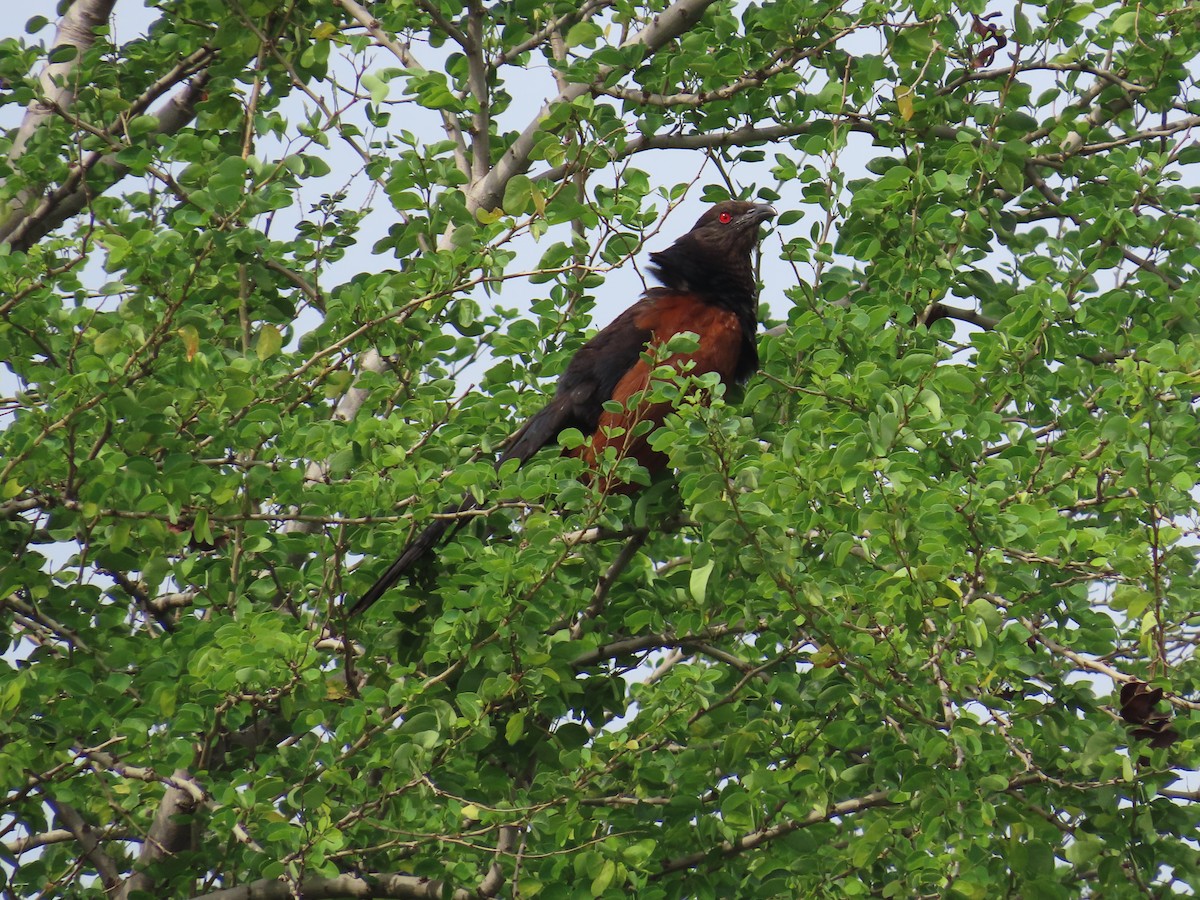 Grand Coucal - ML622080436