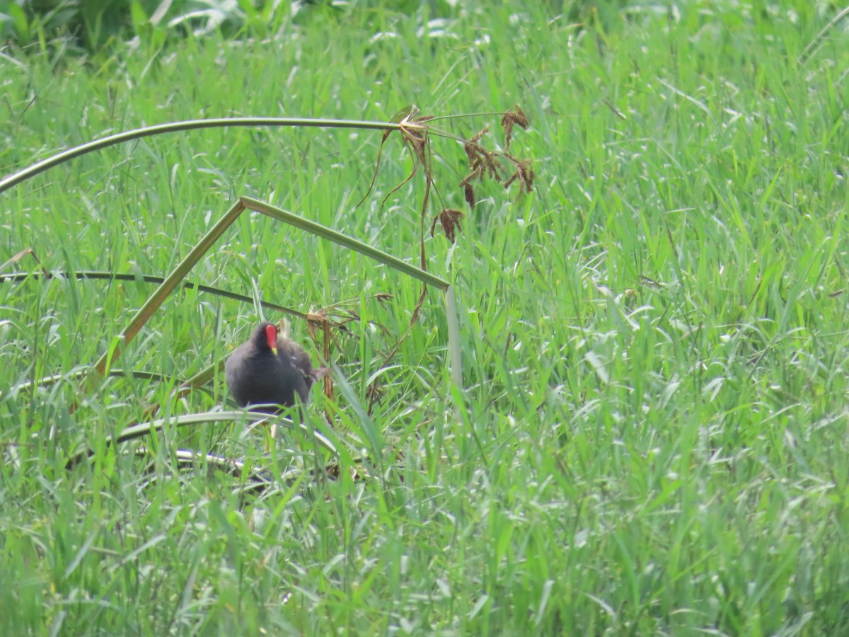 Gallinule poule-d'eau - ML622080440