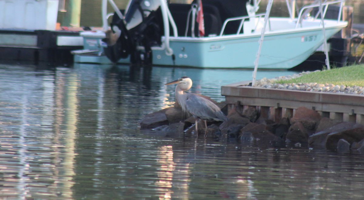 Great Blue Heron - Archer Silverman