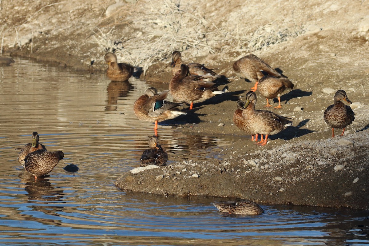 Canard colvert - ML622080444