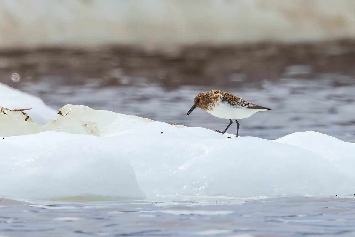 Sanderling - ML622080461