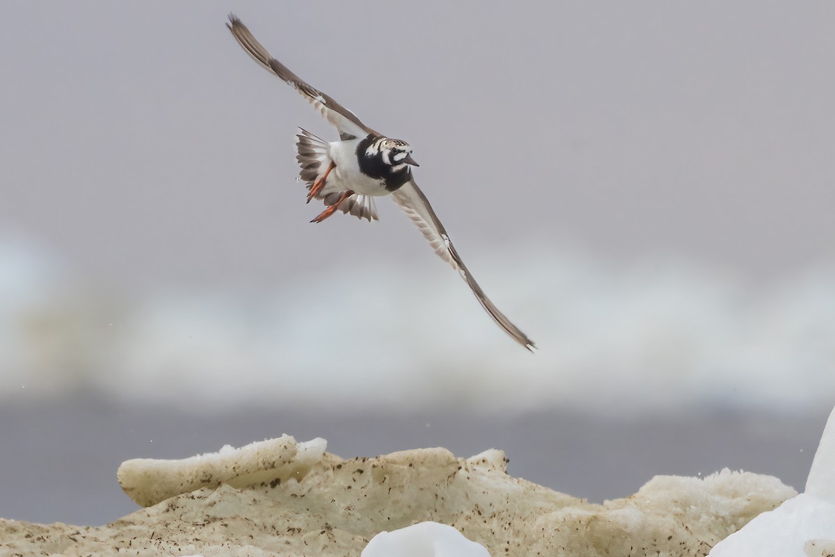 Ruddy Turnstone - ML622080462