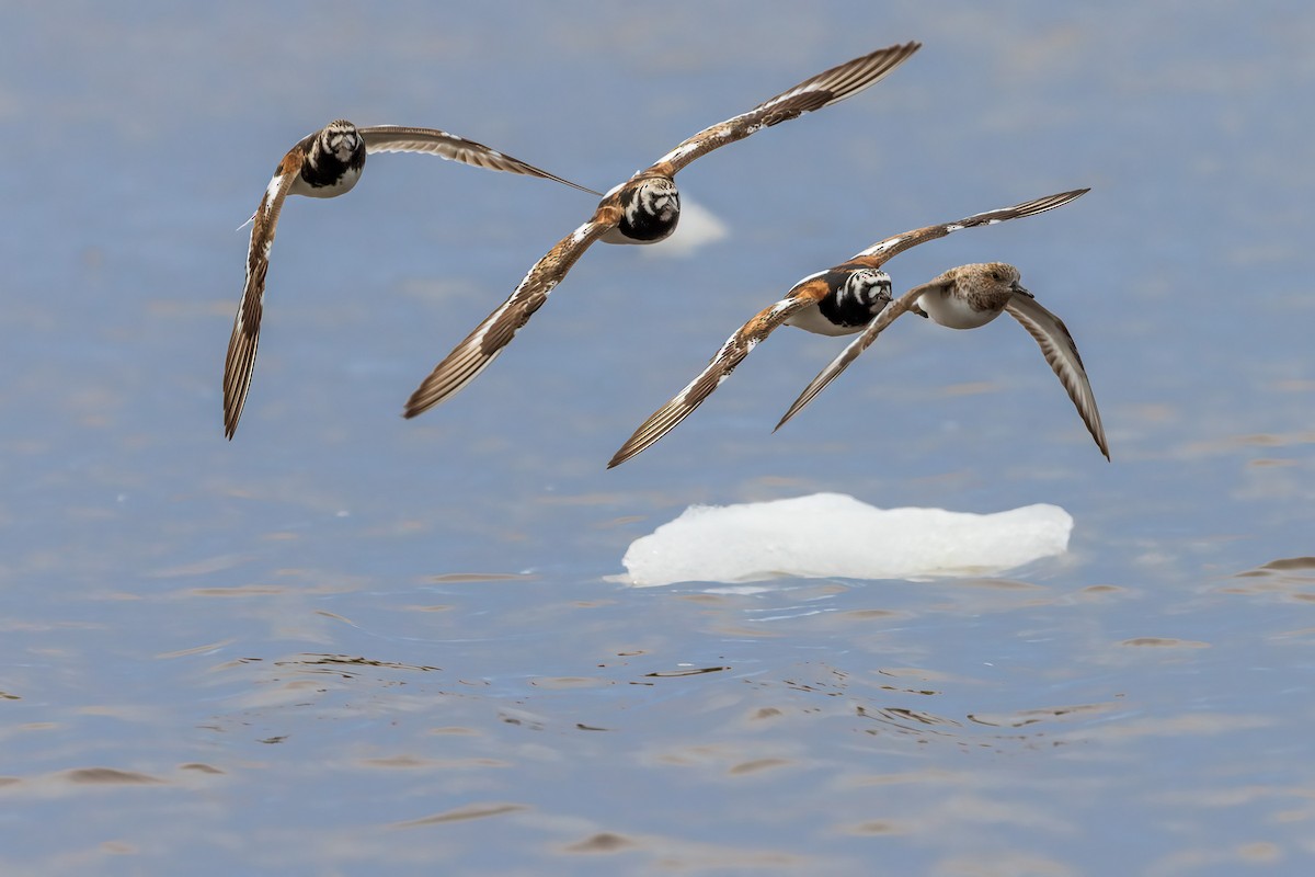 Ruddy Turnstone - ML622080469