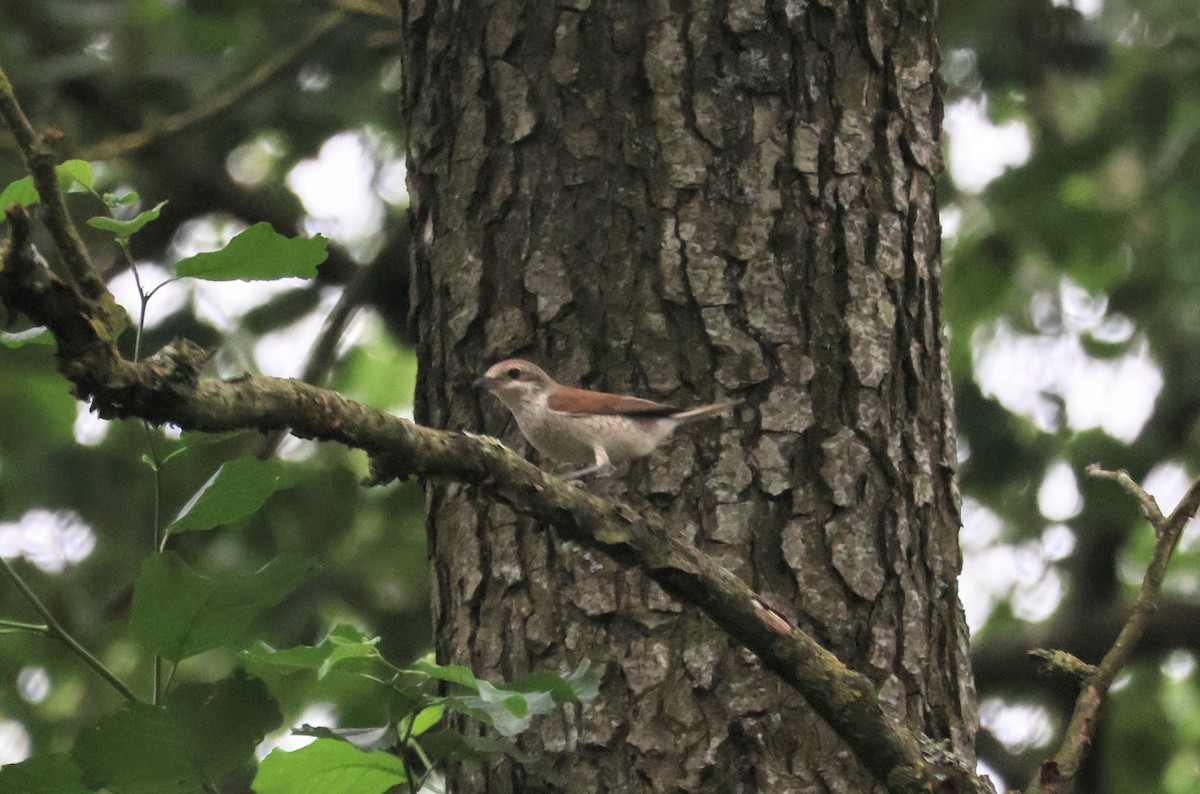 Red-backed Shrike - ML622080476