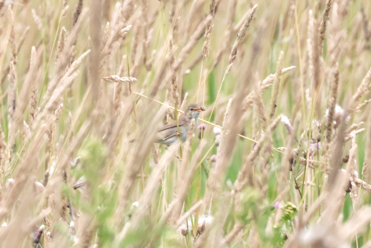 Marsh Warbler - Mathias Bitter